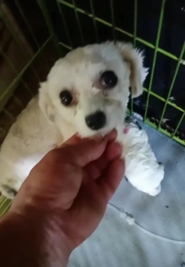 谁能拒绝一只可爱的比熊或者博美那